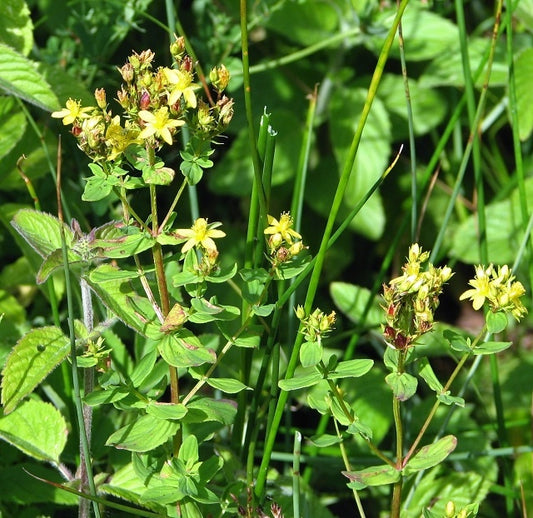 Close-up of St John's Wort flowers in bloom, a common herbal supplement for depression