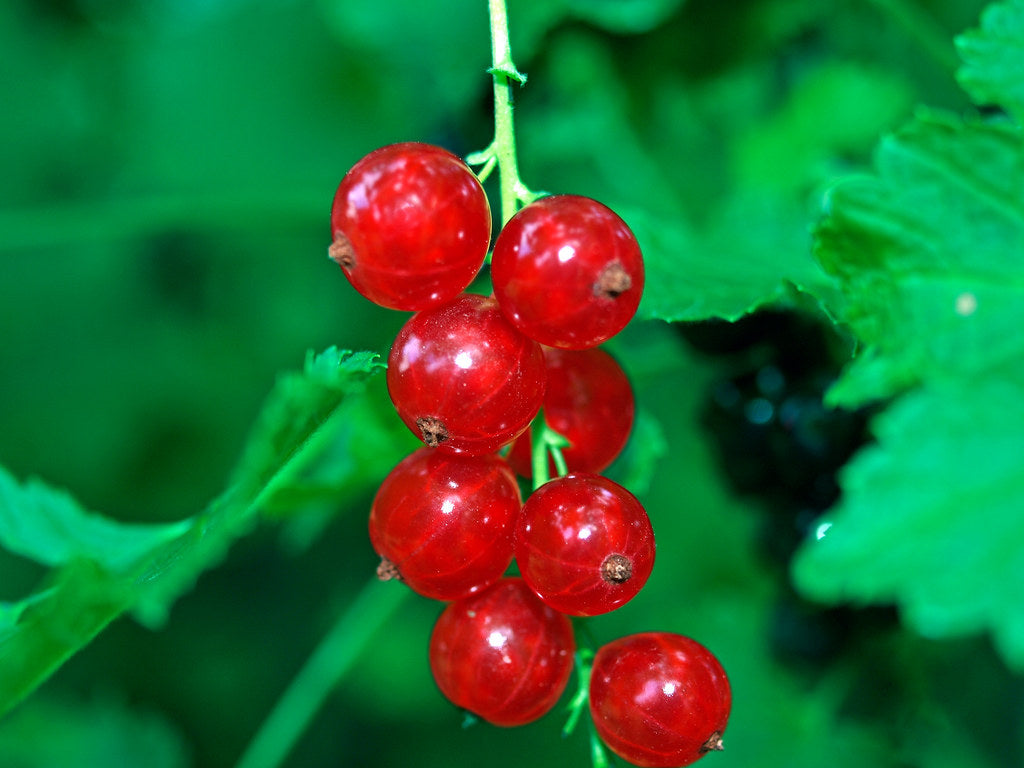 Hawthorn berries on a wooden table, illustrating hawthorn berry for heart health supplements