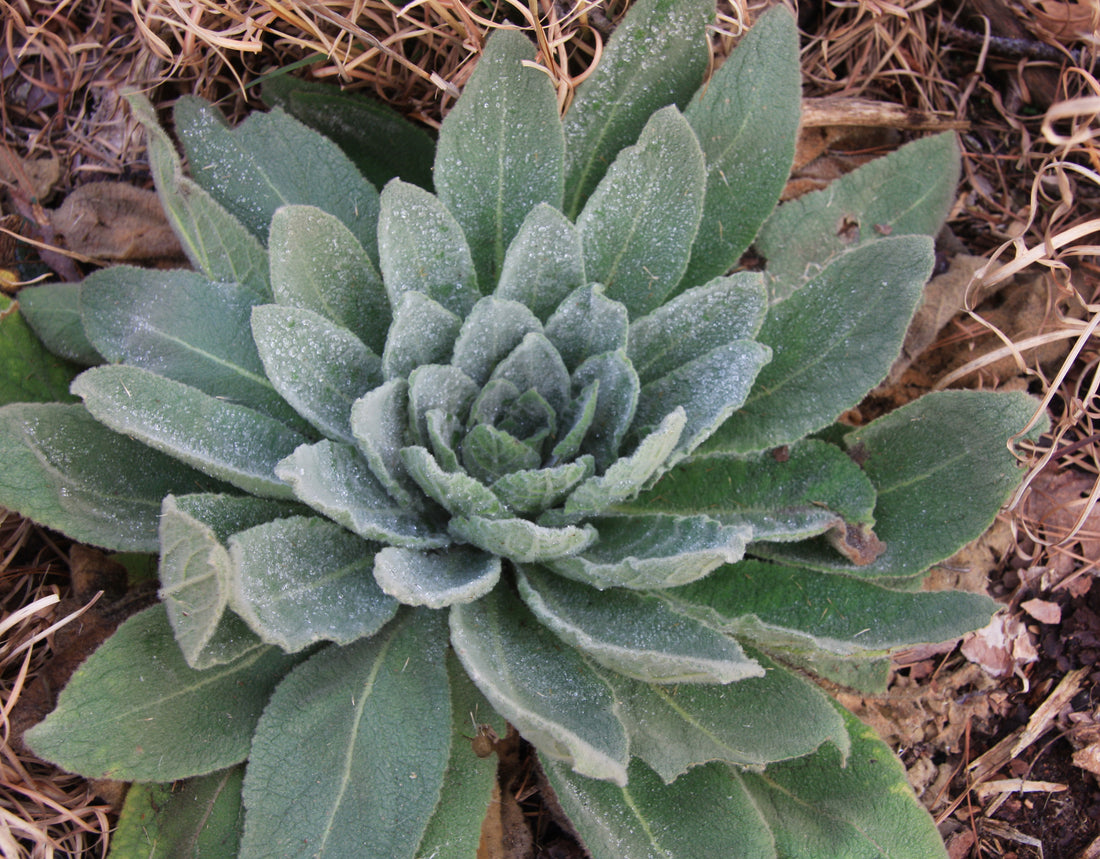 Mullein leaf drops for lungs respiratory support bottle with dropper on wooden surface
