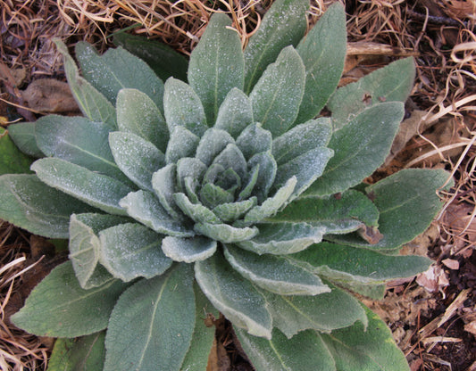 Mullein leaf drops for lungs respiratory support bottle with dropper on wooden surface