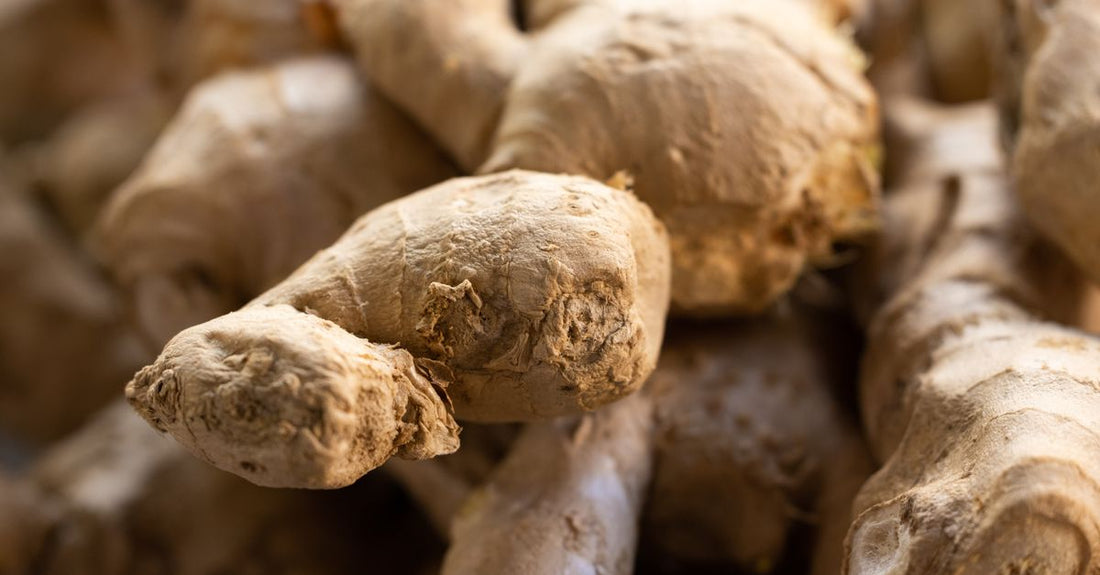 A glass jar of ginger supplements for nausea, with fresh ginger root and sliced pieces on a light kitchen surface.