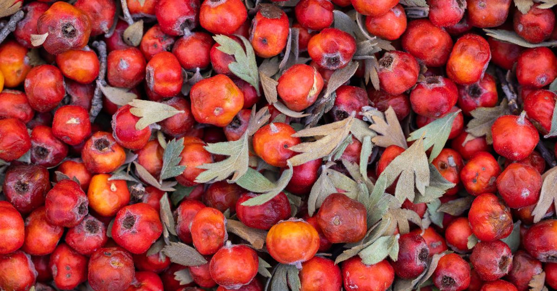 Selection of hawthorn berry supplement capsules and tincture bottles arranged on a neutral background, illustrating how to choose hawthorn UK products.