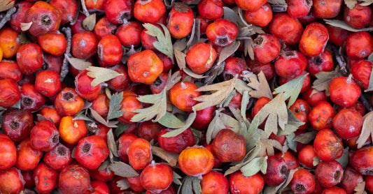 Selection of hawthorn berry supplement capsules and tincture bottles arranged on a neutral background, illustrating how to choose hawthorn UK products.