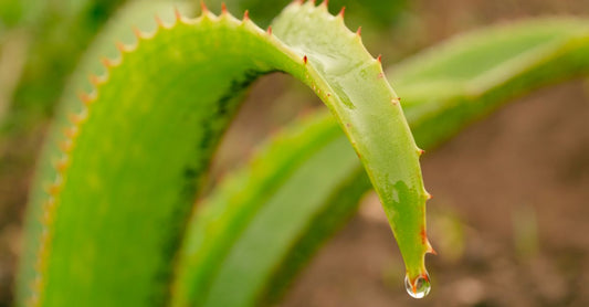 A fresh aloe vera leaf on a white background, illustrating how to choose aloe vera UK products based on purity and form.