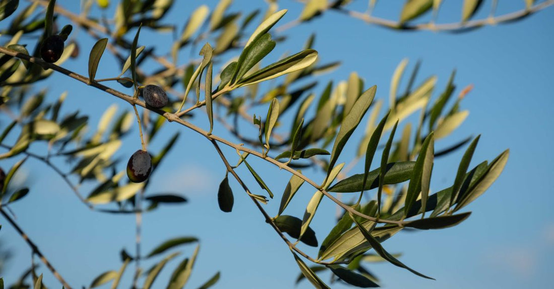 Glass bottle of olive leaf extract supplement on a neutral background, showing the label and dropper, for an olive leaf buying guide UK article.