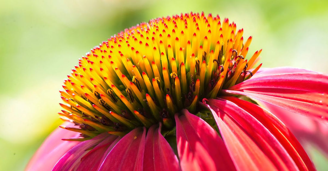 Echinacea supplement bottle on a clean white background showing capsules and echinacea flower, representing the ultimate echinacea buying guide UK