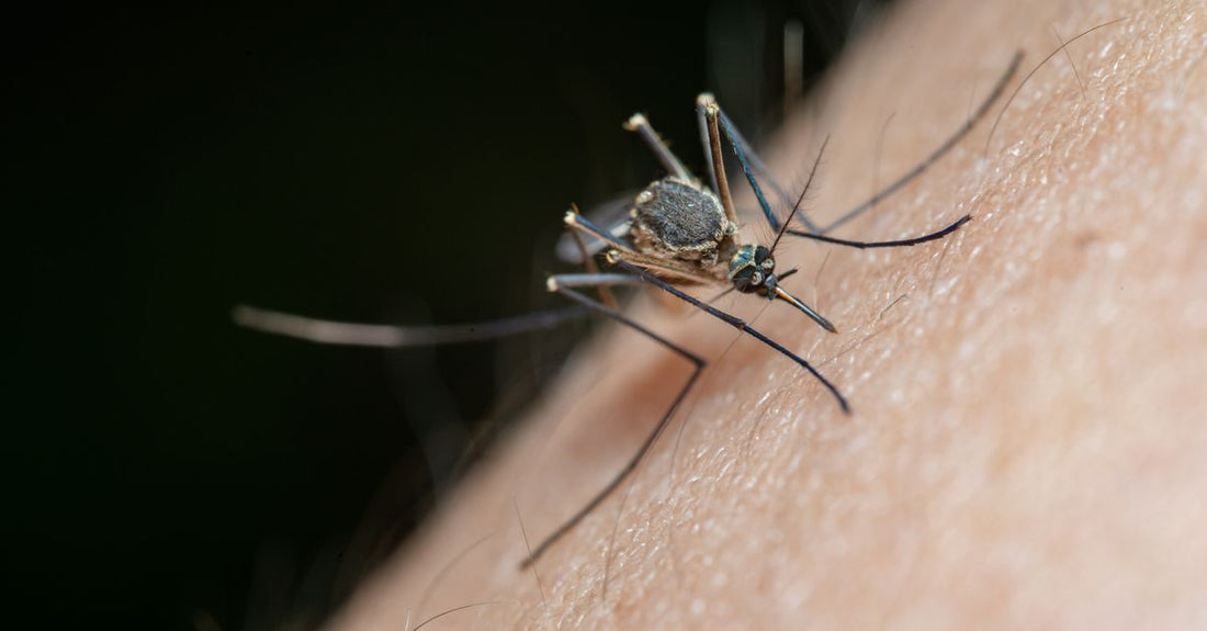 A selection of insect bite relief creams and tools on a white surface, illustrating best insect bite relief UK 2026 options.