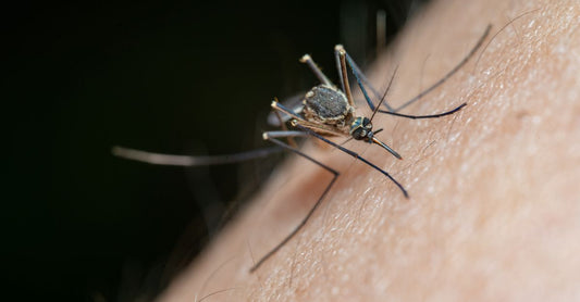 A selection of insect bite relief creams and tools on a white surface, illustrating best insect bite relief UK 2026 options.