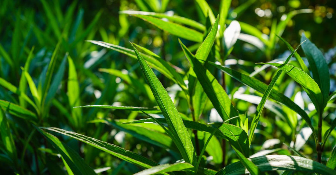 Bottle of best andrographis paniculata 2026 capsules alongside fresh green herb leaves on a light background.