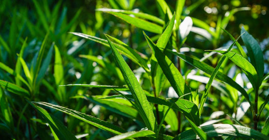 Bottle of best andrographis paniculata 2026 capsules alongside fresh green herb leaves on a light background.