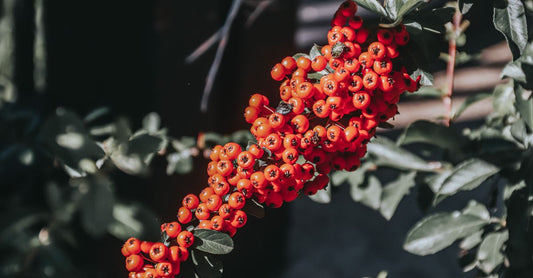A bottle of best hawthorn UK 2026 supplement capsules next to fresh hawthorn berries on a light wooden surface.
