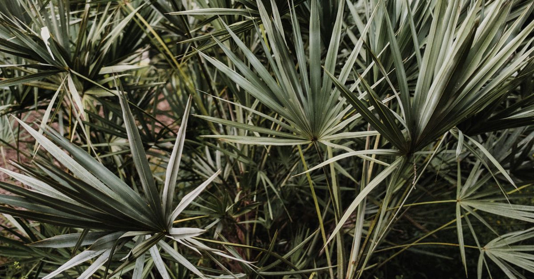 Saw palmetto supplement capsules on a white background, promoting saw palmetto for hair loss