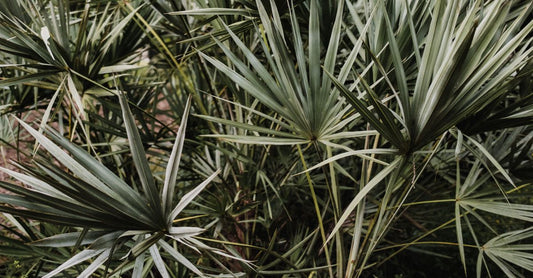Saw palmetto supplement capsules on a white background, promoting saw palmetto for hair loss