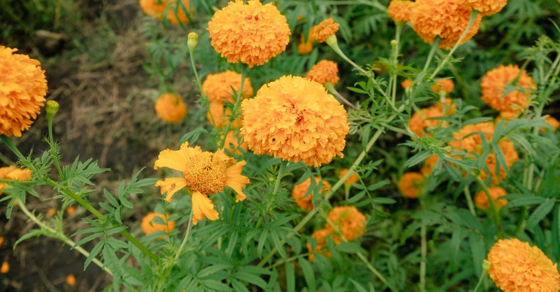 A bottle of lutein softgels beside a fresh marigold flower, illustrating how to choose lutein UK supplements.