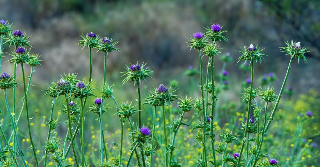 Bottle of milk thistle supplements with a green label, representing a milk thistle buying guide for UK shoppers.