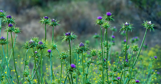 Bottle of milk thistle supplements with a green label, representing a milk thistle buying guide for UK shoppers.