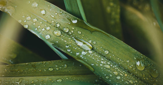A glass bottle of chlorophyll liquid drops next to a droplet on a white background, chlorophyll buying guide UK