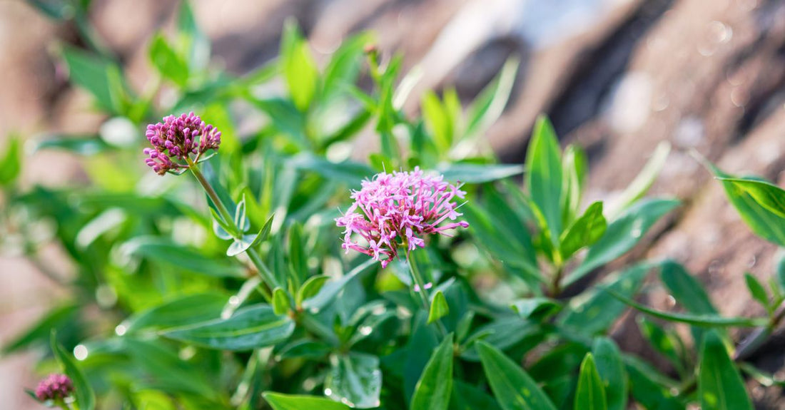 Valerian root capsules and dried valerian root on a wooden surface, best valerian UK 2026 natural sleep aid.