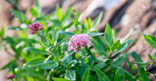 Valerian root capsules and dried valerian root on a wooden surface, best valerian UK 2026 natural sleep aid.
