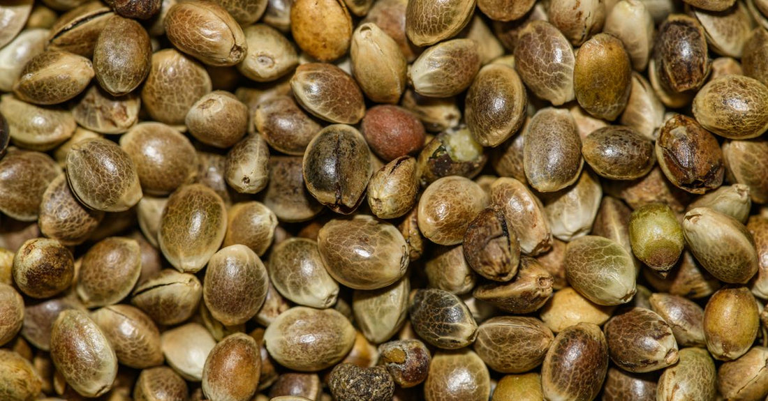 A bowl of shelled hemp seeds on a rustic wooden surface, demonstrating how to choose hemp UK products based on visual quality.