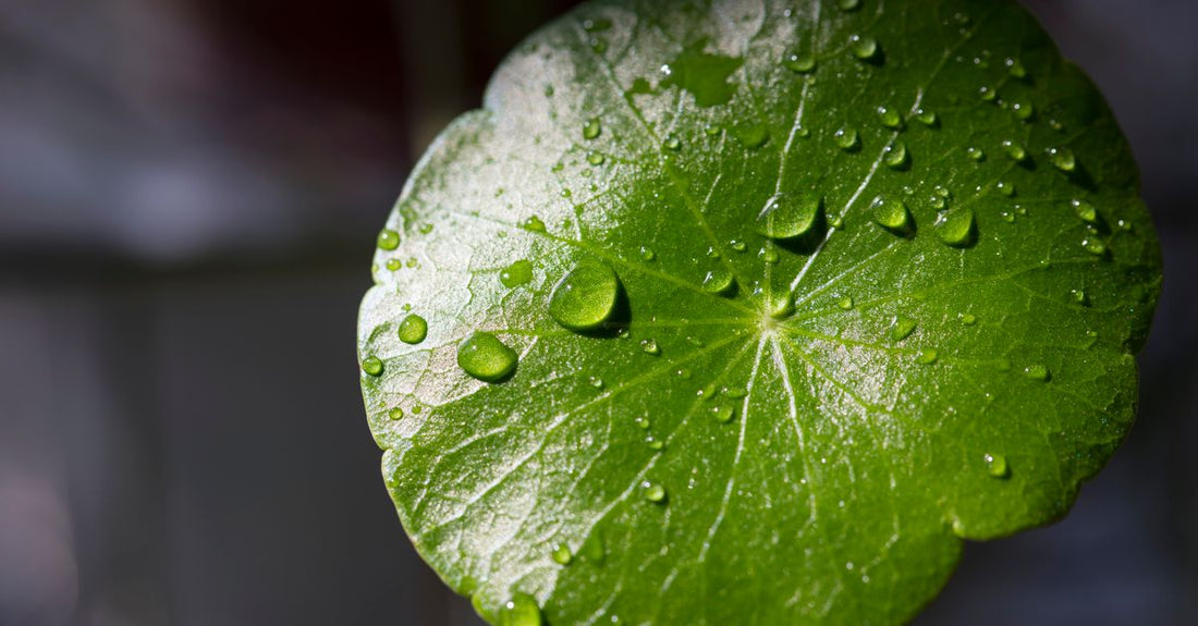 Gotu kola supplement bottle beside fresh gotu kola leaves on a neutral background, illustrating a UK buying guide.