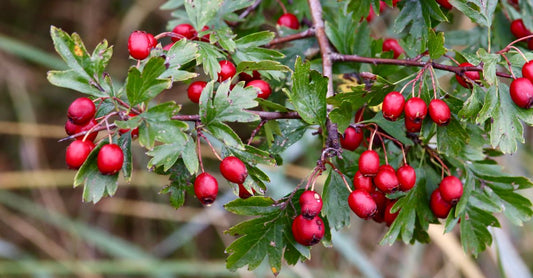 Hawthorn berry supplement capsules spilling from a bottle onto a clean white surface, representing natural blood pressure support.