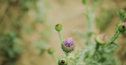 A glass jar of milk thistle supplement capsules beside fresh milk thistle flowers on a light wooden surface, illustrating how to choose milk thistle UK.