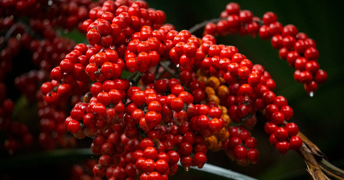 Saw palmetto supplement bottle with fresh berries, illustrating a saw palmetto buying guide UK for prostate and hair health.