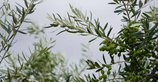 Best olive leaf UK 2026 supplement bottle with fresh olive leaves on a white background