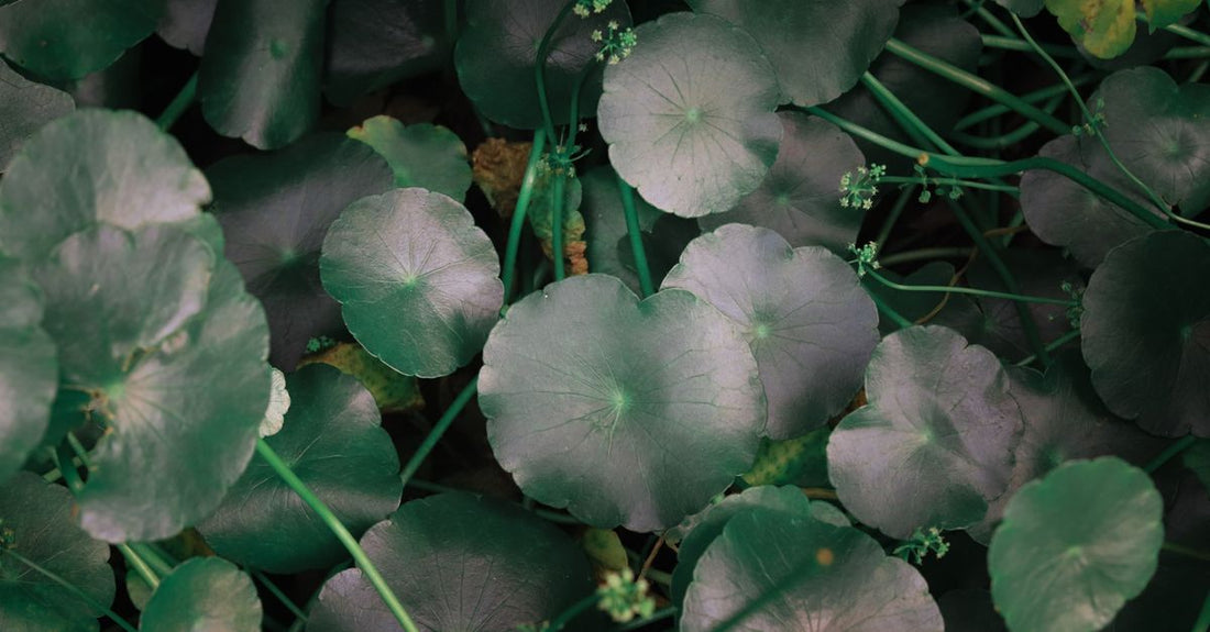 A selection of gotu kola supplement capsules, a key focus of this gotu kola buying guide UK, arranged on a clean surface.