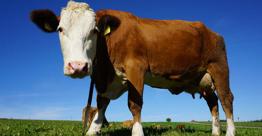A selection of best beef UK 2026 supplements including capsules and powders on a clean white background