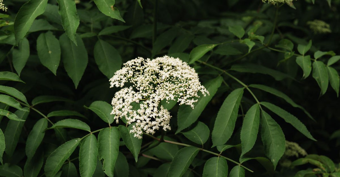 Elderberry supplement bottles and fresh elderberries on a clean surface, illustrating an elderberry buying guide UK