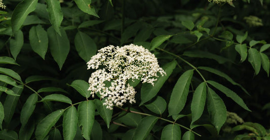 Elderberry supplement bottles and fresh elderberries on a clean surface, illustrating an elderberry buying guide UK