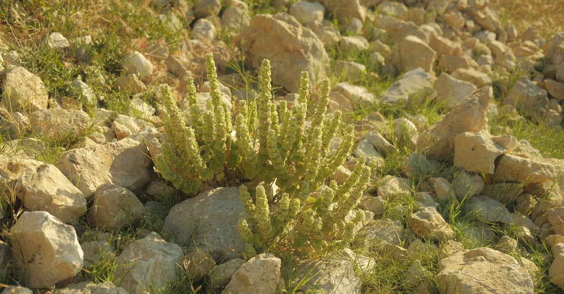 Tribulus terrestris supplement bottle with capsules on a neutral background, illustrating a tribulus buying guide UK article.