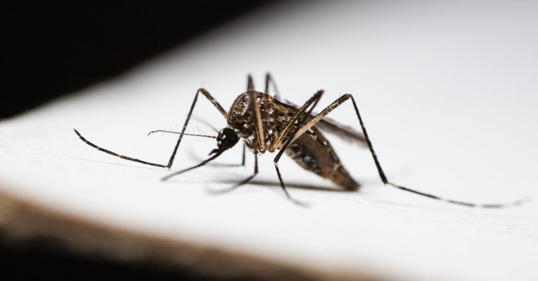 Insect bite relief suction tool and antihistamine stick on a clean surface, illustrating best insect bite relief UK 2026 products.