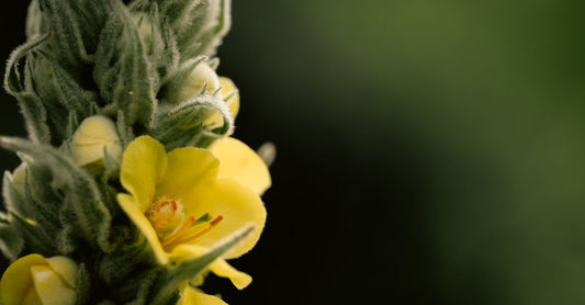 A glass bottle of mullein leaf supplement with fresh mullein leaves beside it, representing the best mullein UK 2026 selection