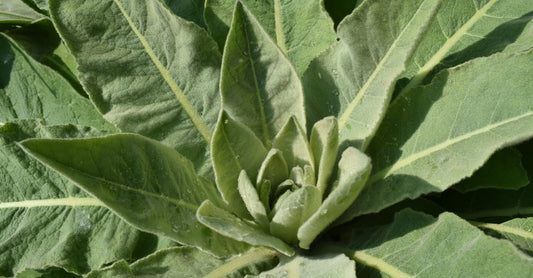 Bottle of mullein leaf extract supplement next to fresh mullein leaves, representing how to choose mullein UK