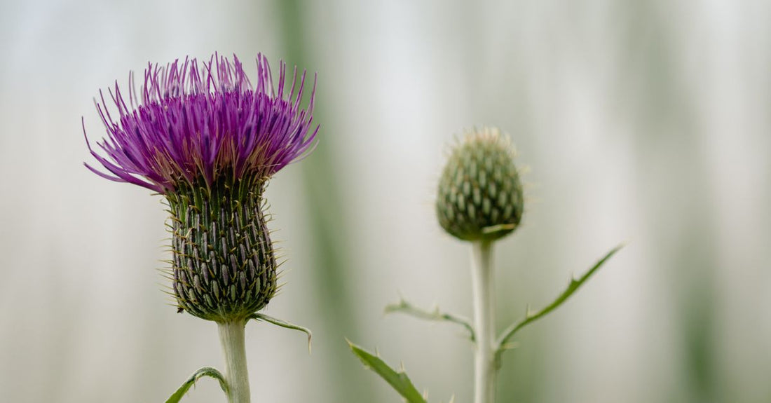 Milk thistle supplement bottle on a clean surface, representing milk thistle for skin benefits
