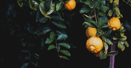 Citrus bergamot supplement capsules beside a fresh bergamot fruit on a neutral background, illustrating how to choose flavonoids UK.