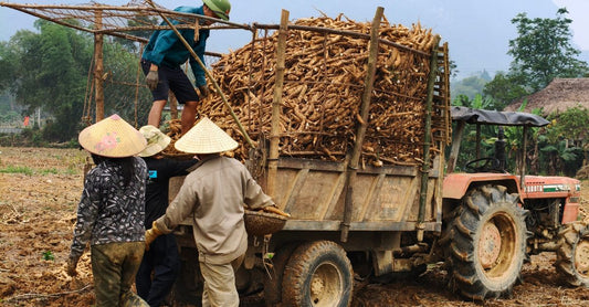 Best ginseng UK 2026: a wooden scoop of ground ginseng root powder and whole dried roots on a rustic surface.