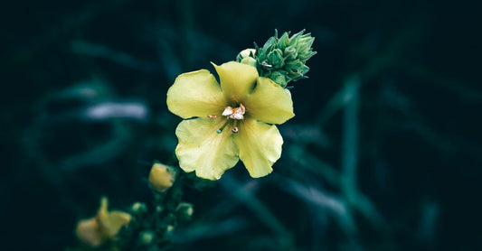 A glass bottle of mullein leaf extract on a wooden table, next to fresh mullein leaves, illustrating a mullein buying guide UK for lung health.