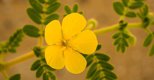 Bottle of best tribulus UK 2026 supplement capsules on a white background with green label.