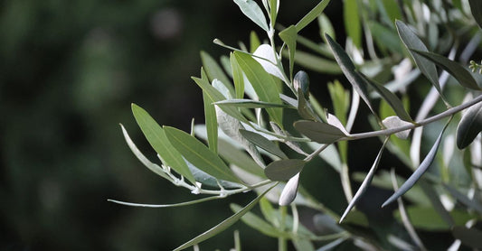 A glass bottle of olive leaf extract liquid supplement on a light background, representing olive leaf extract for immune support.