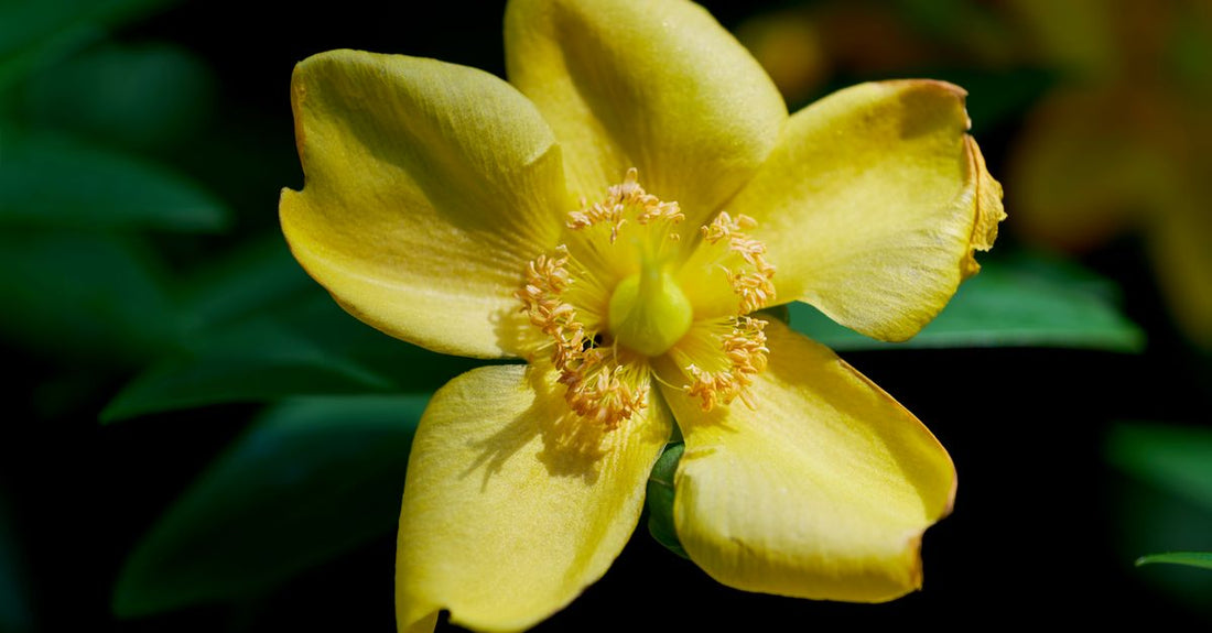 A bottle of St John’s Wort capsules on a clean white surface, representing a daily herbal supplement for mood support.