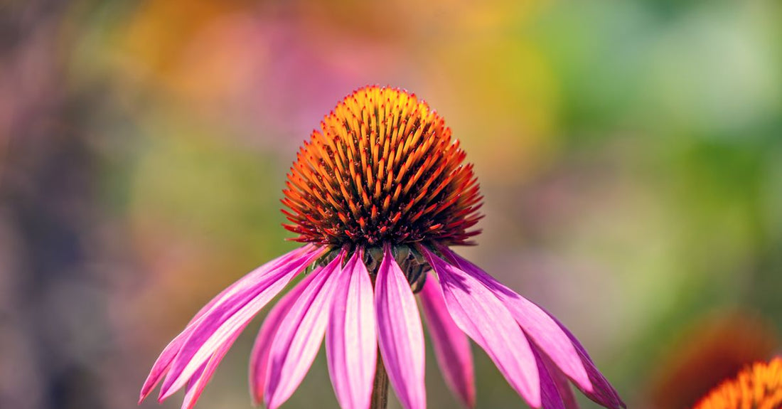 A bottle of echinacea capsules beside dried echinacea flowers on a light background, illustrating the best echinacea UK 2026 immune support guide.