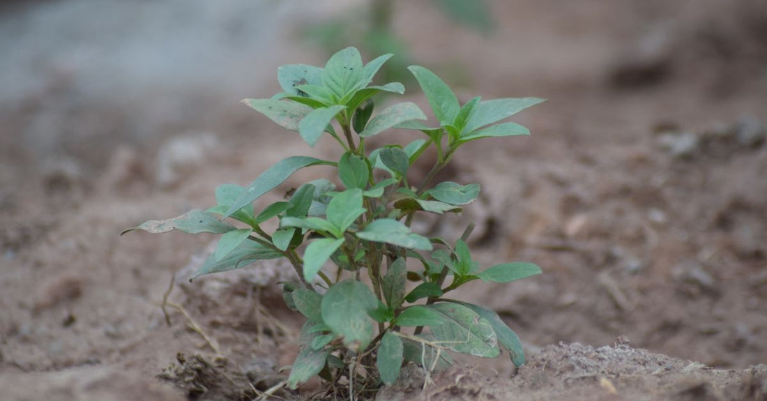 Andrographis paniculata supplements in vegan capsules on a clean surface, illustrating our UK buying guide