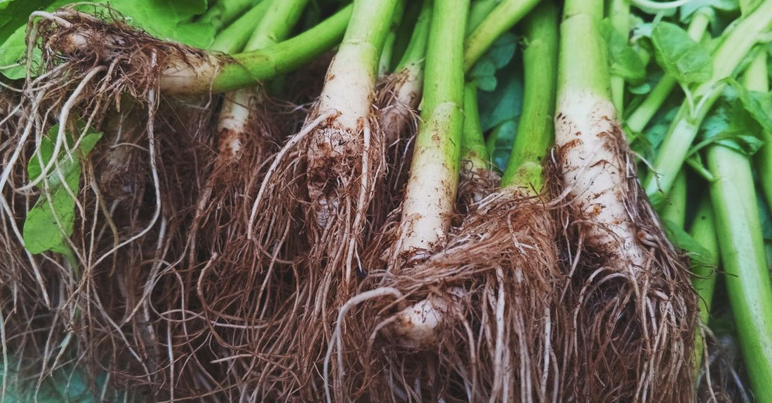 A wooden bowl filled with ashwagandha root powder and dried roots, representing the natural herbal supplement featured in this ashwagandha buying guide.