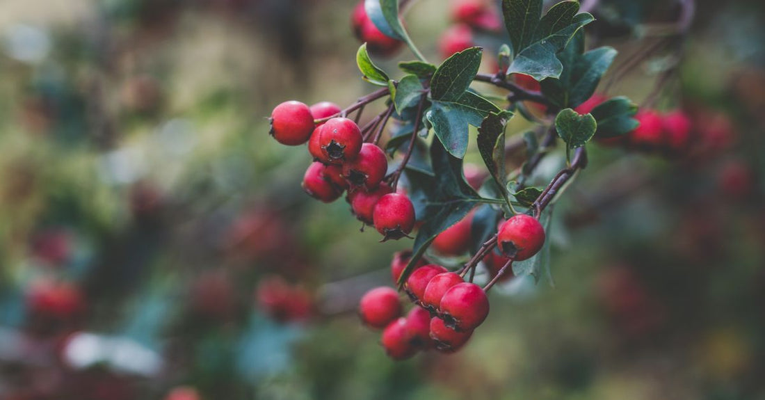 Hawthorn berry supplement bottle on a neutral background, representing a science-backed hawthorn buying guide UK for heart health.