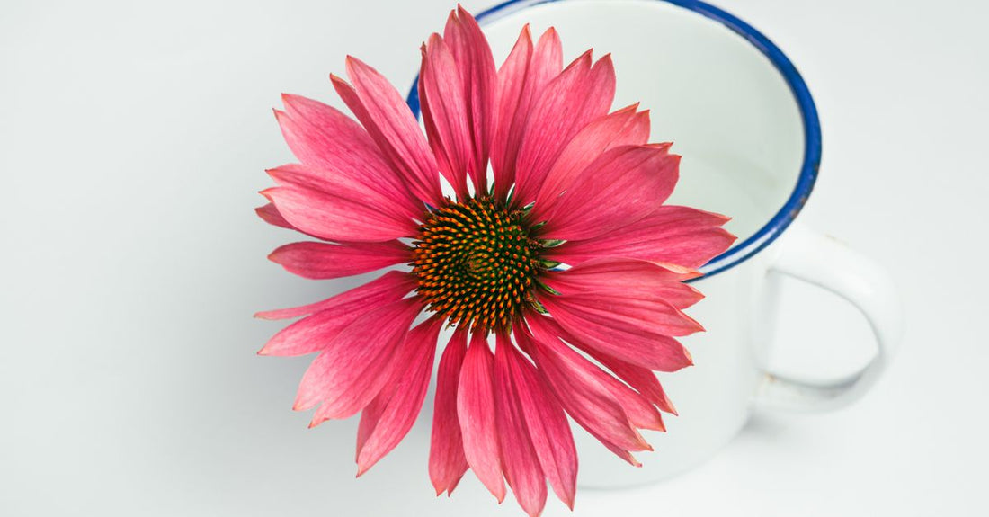 A steaming cup of echinacea tea with dried purple echinacea flowers beside it, demonstrating echinacea tea benefits for immune support.