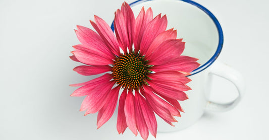 A steaming cup of echinacea tea with dried purple echinacea flowers beside it, demonstrating echinacea tea benefits for immune support.